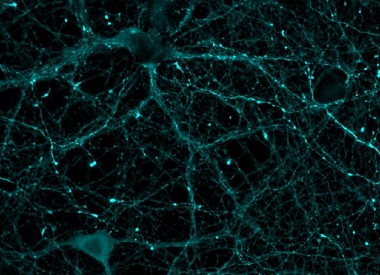 Imagen microscópica de neuronas mostrando actividad celular en azul